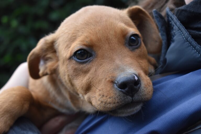 Cuccioli in cerca d’amore